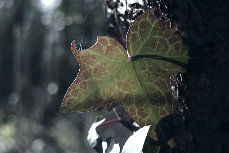 39373150014_ddf46d58c6_b