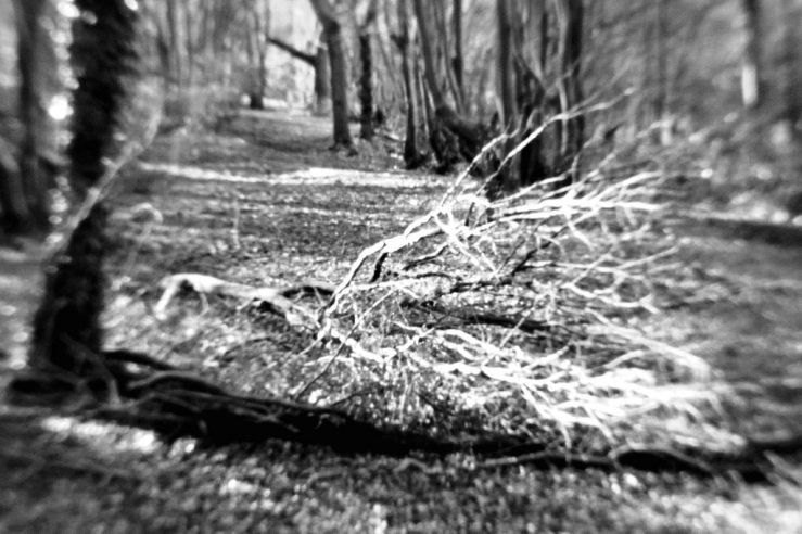 40132388192_48b9164ef4_b