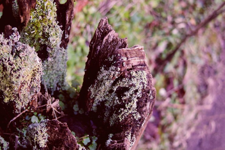 40236863722_ae2006936b_b