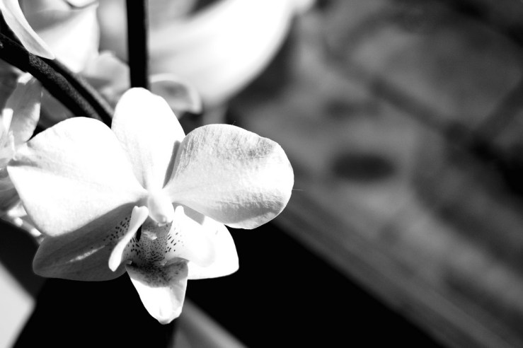 40268313261_65817670cd_b