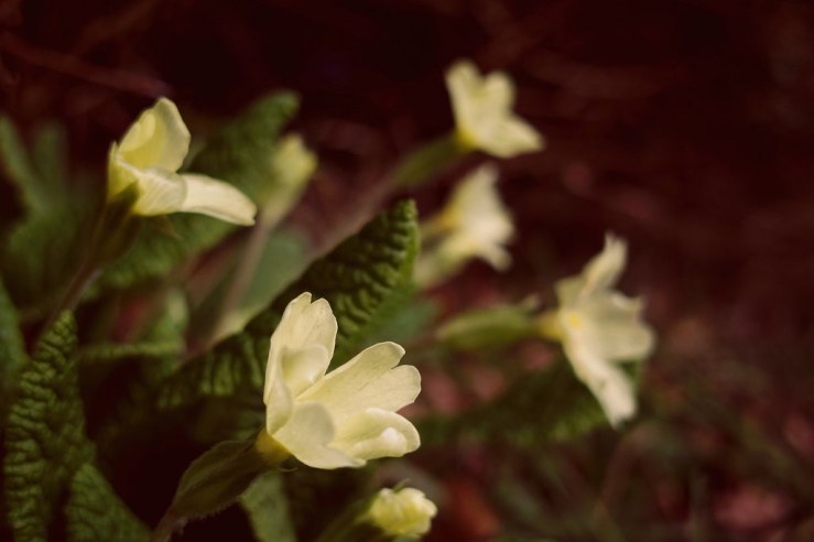 40281060801_c7b69c0574_b