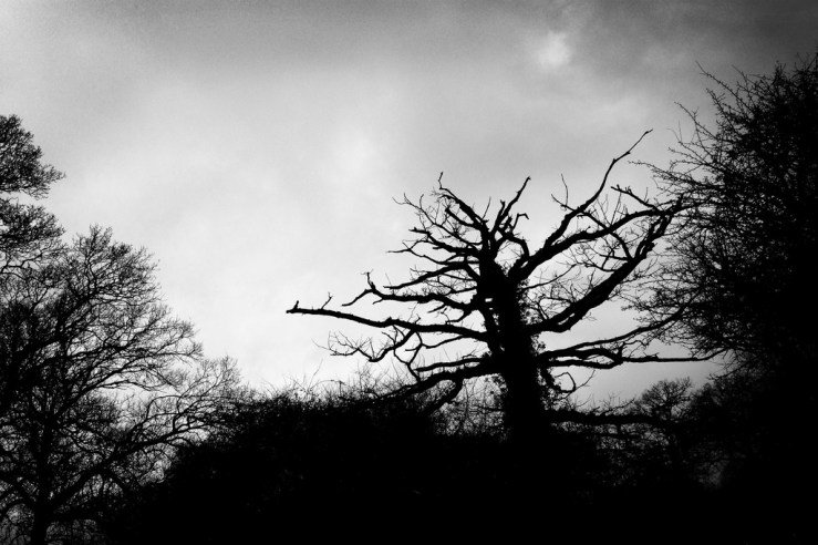 24803490507_14fd704024_b