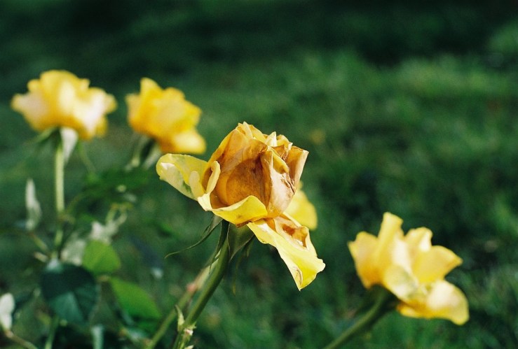 24877029133_d19aa40181_b