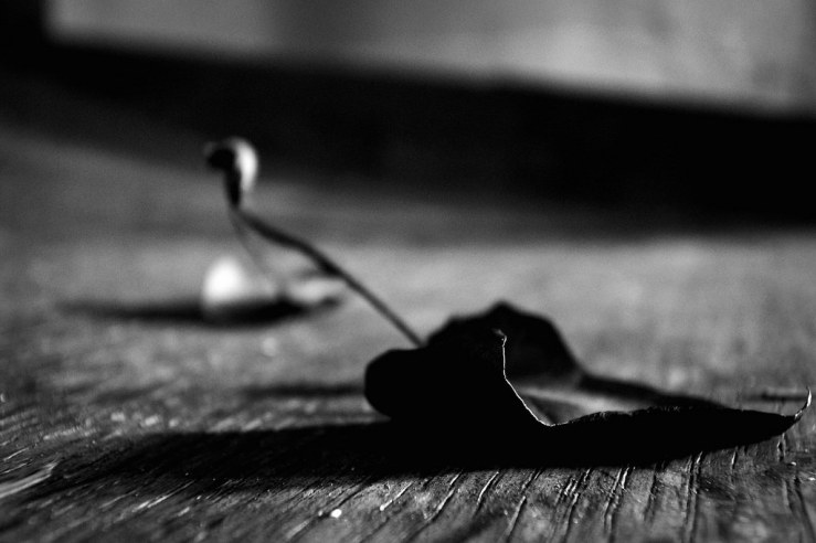 27054077738_6f34a428cd_b