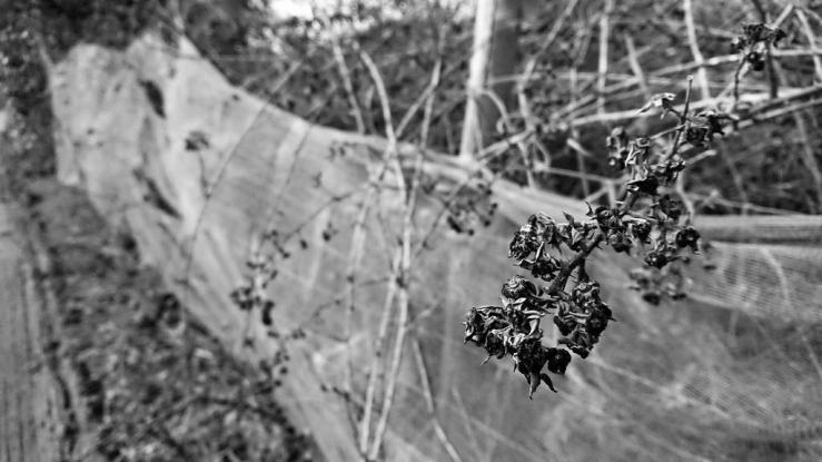 27114755518_074fb51518_b