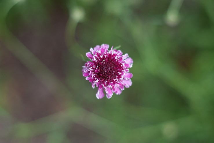 35693342222_9ae6998f9e_b