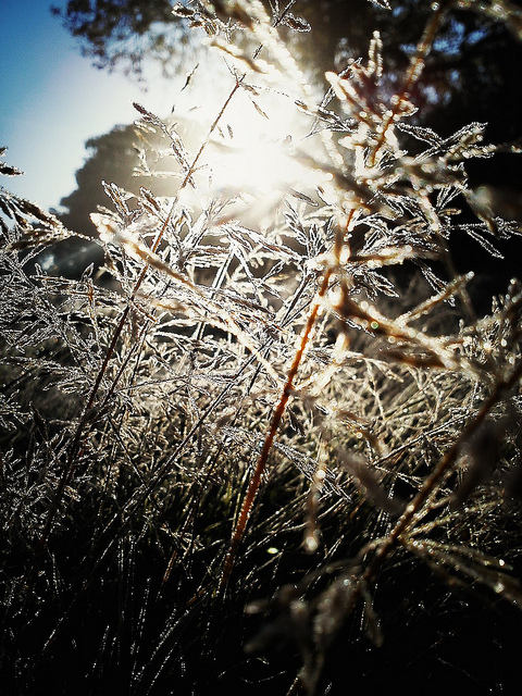 38963504220_0ce07e931f_z