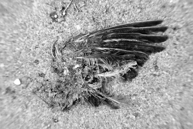 39886991014_4c3ee17418_b