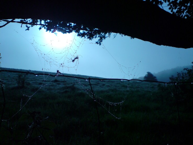 39887553594_25198e530c_b