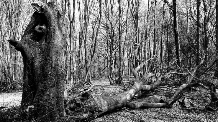 40395861325_dab302301b_b