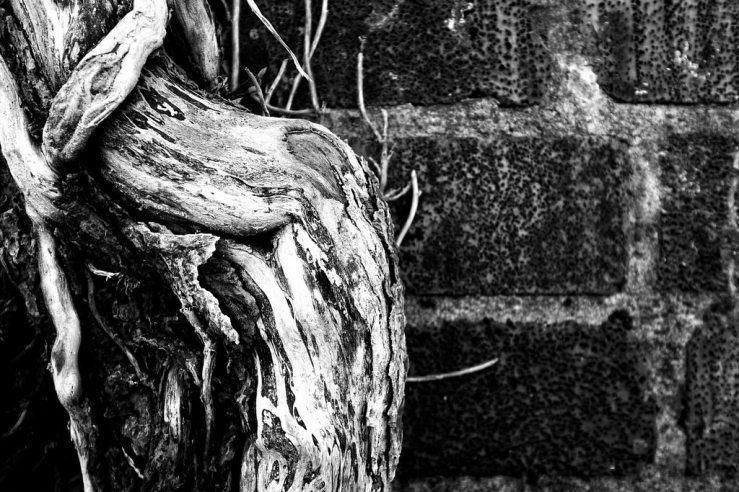 40565250405_6567a530d0_b