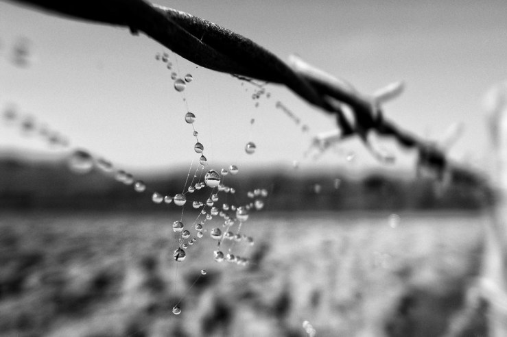 40742136974_6d5578a0b1_b