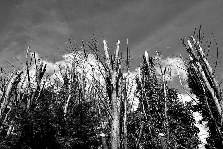 41215978592_923a52ac74_b