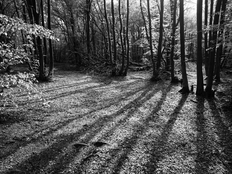 41653409441_1a2b97d879_b