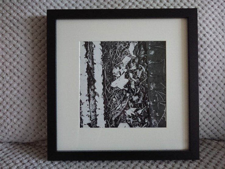 41680293222_c3dcb29fbf_b