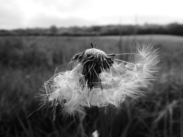 7251418330_2f799de18b_b