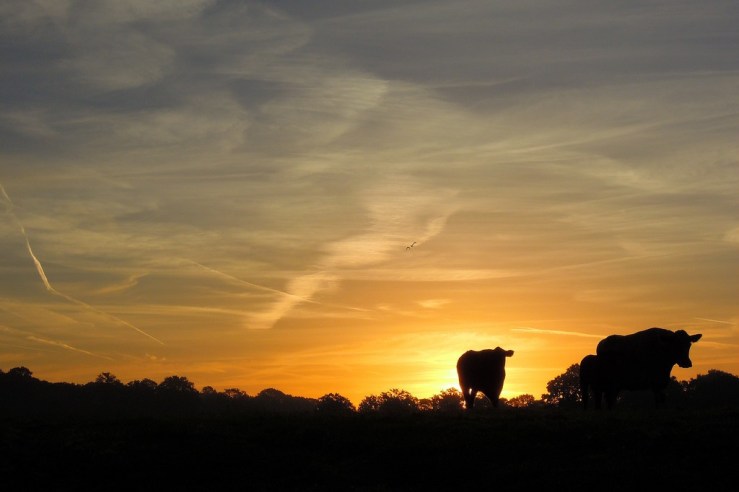 8044133270_9c7b91dede_b