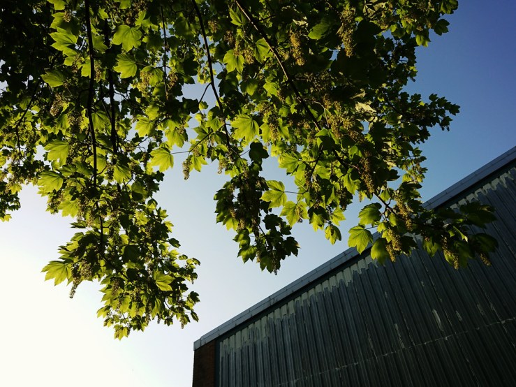 27075236517_f94b6388ff_b