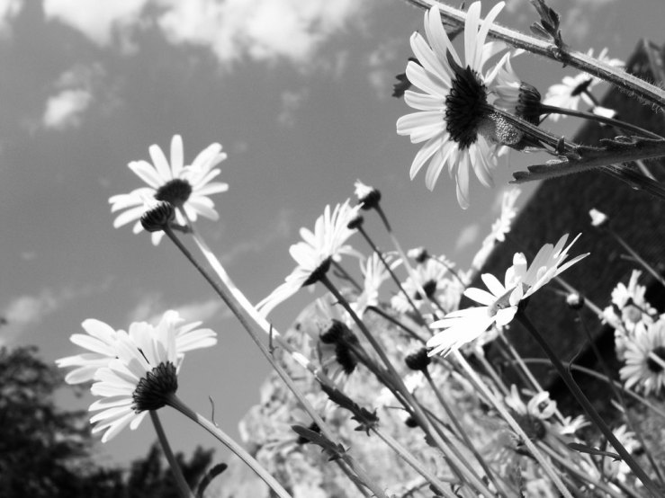 40607119690_d87030cce2_b