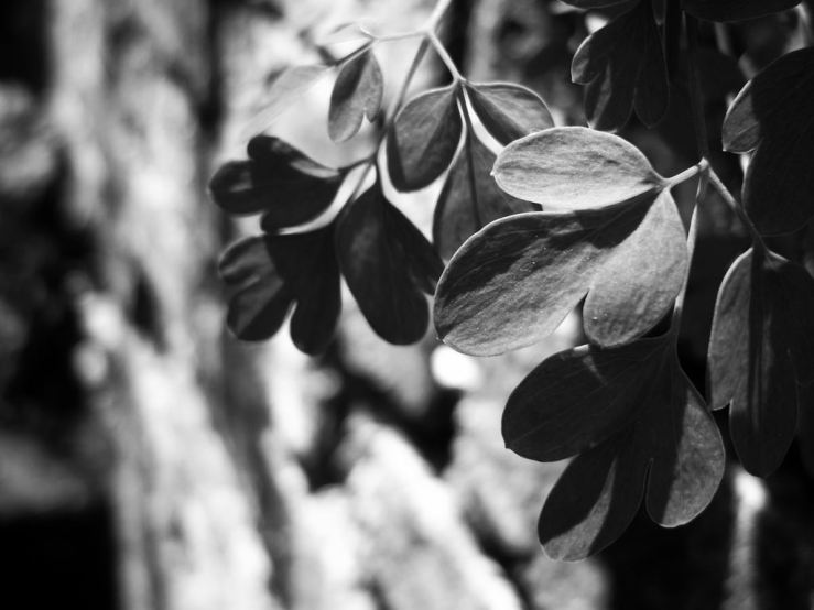 41058738795_86184991c7_b