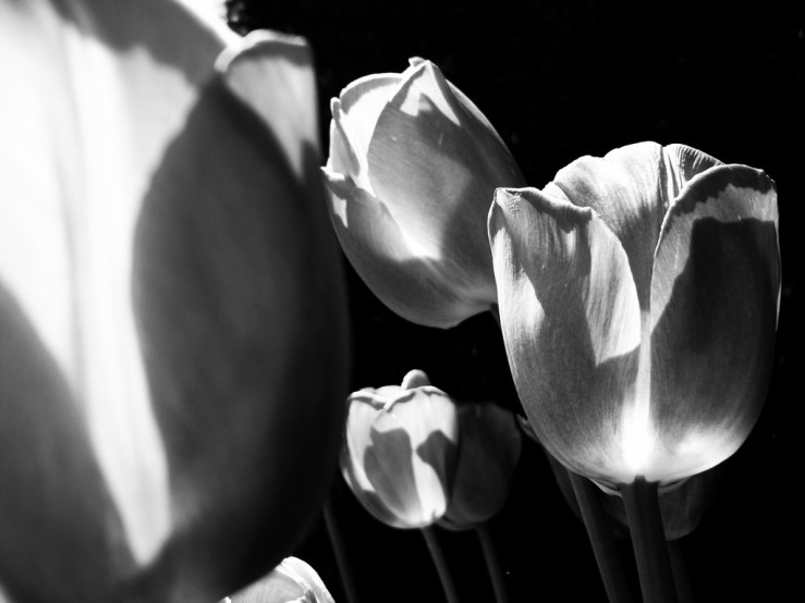 41168685274_98c817d337_b