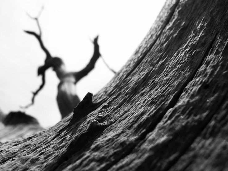 41391549574_2e13e45ee8_b