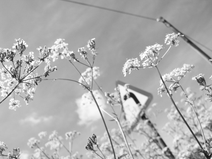 41471940574_8449bb2d7a_b