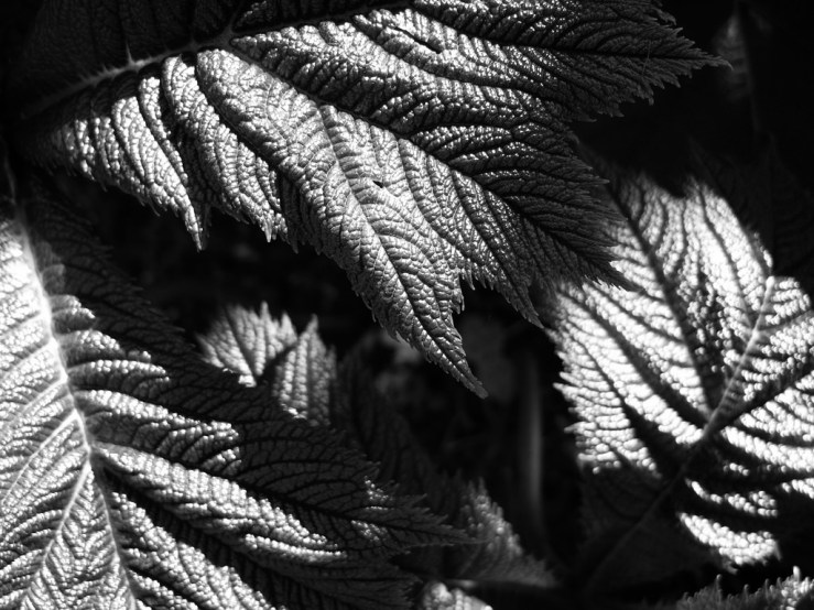 41957717911_a3ca6a3d75_b