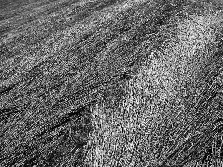 41775749455_592ef26b80_b