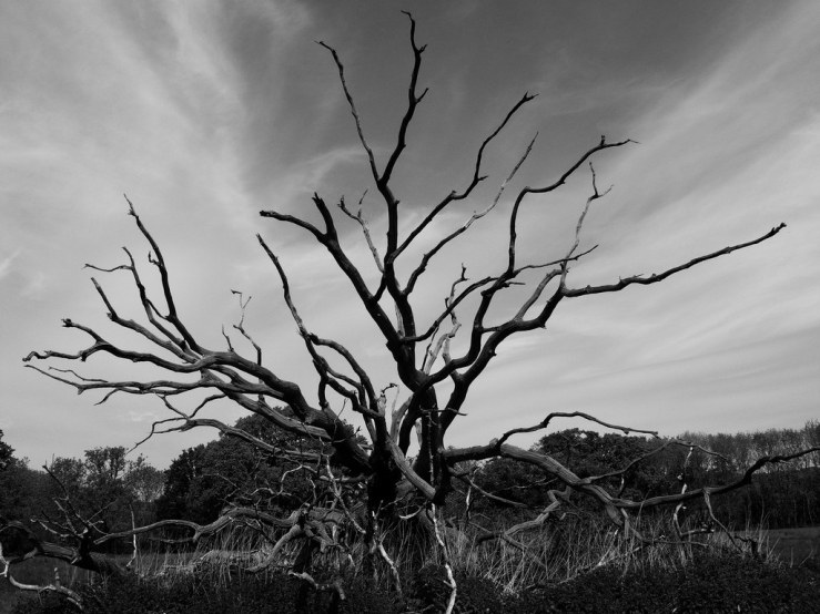 42388021922_9b7dd36188_b