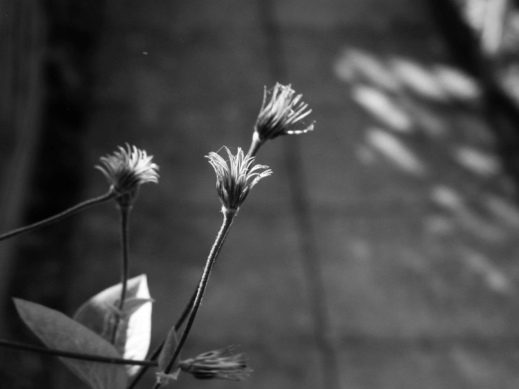 28435561687_4a4f0f720e_b