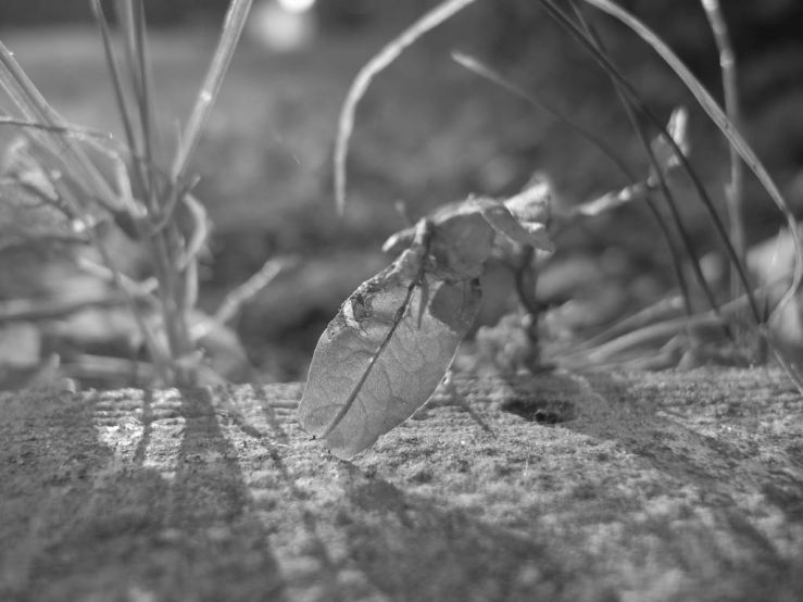 28518328367_cf6bf2ce98_b