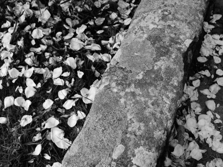 28708607297_afe19d5053_b