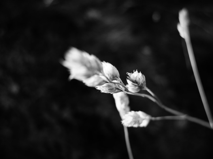 42608938784_4796863279_b