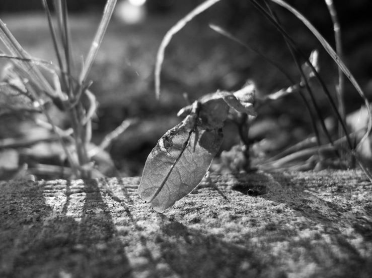 43340661092_b816f672f9_b