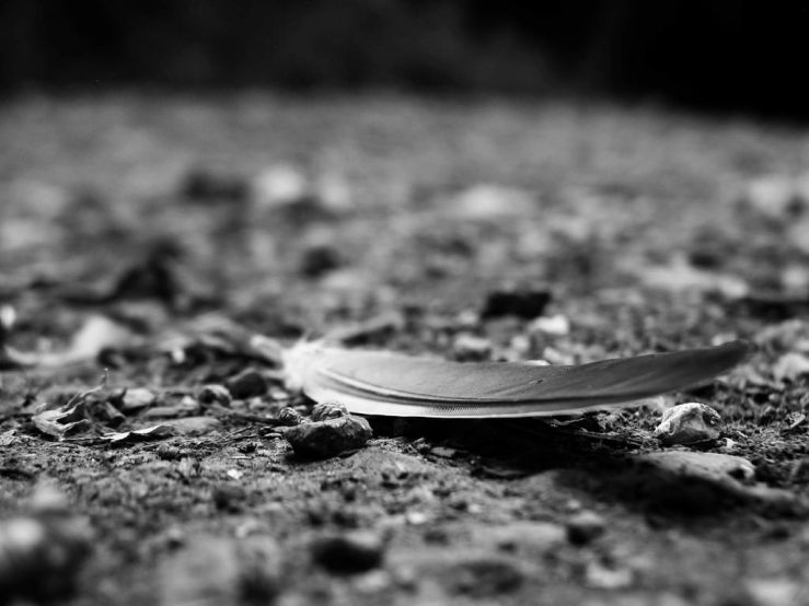 43381735951_6cbac17a2b_b