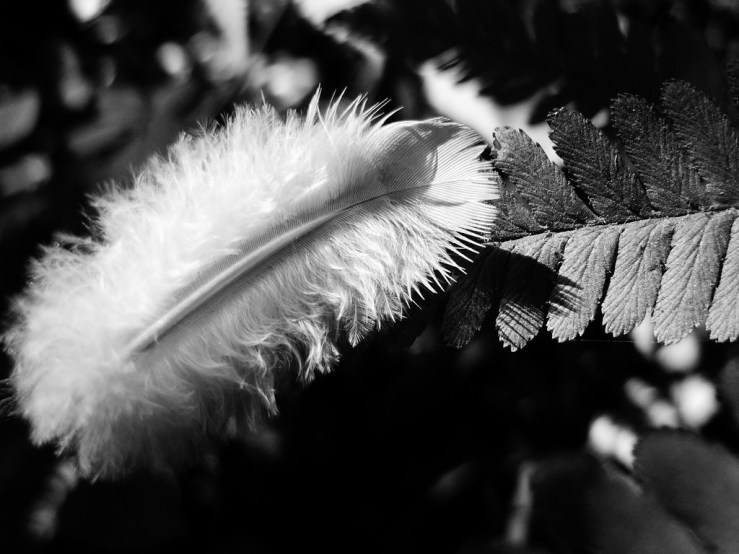 43466657742_c7f0888832_b