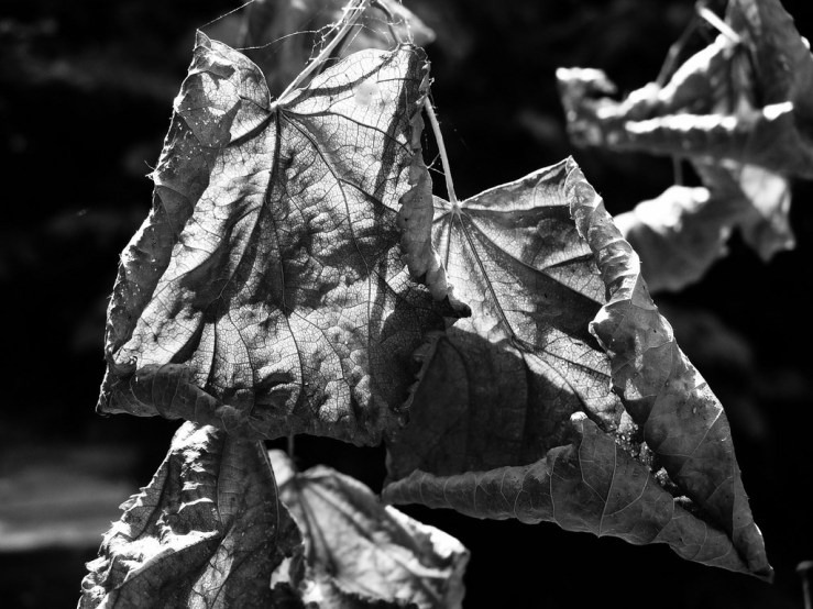 43636860891_bb354a3dd4_b