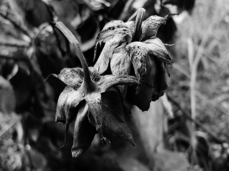 43697951152_e8e1450d97_b