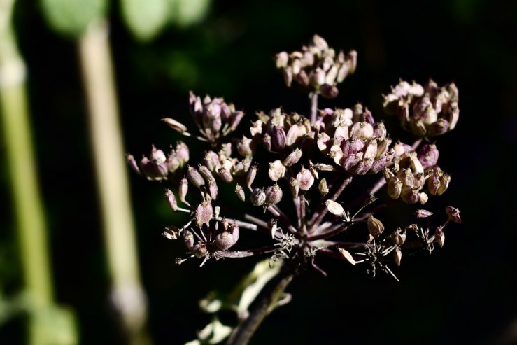 30022106508_8890a11fe8_b