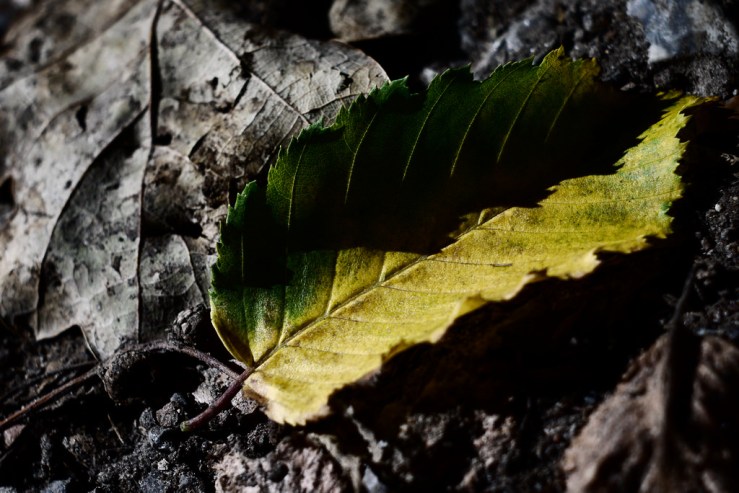 42083094140_24845cf0e3_b