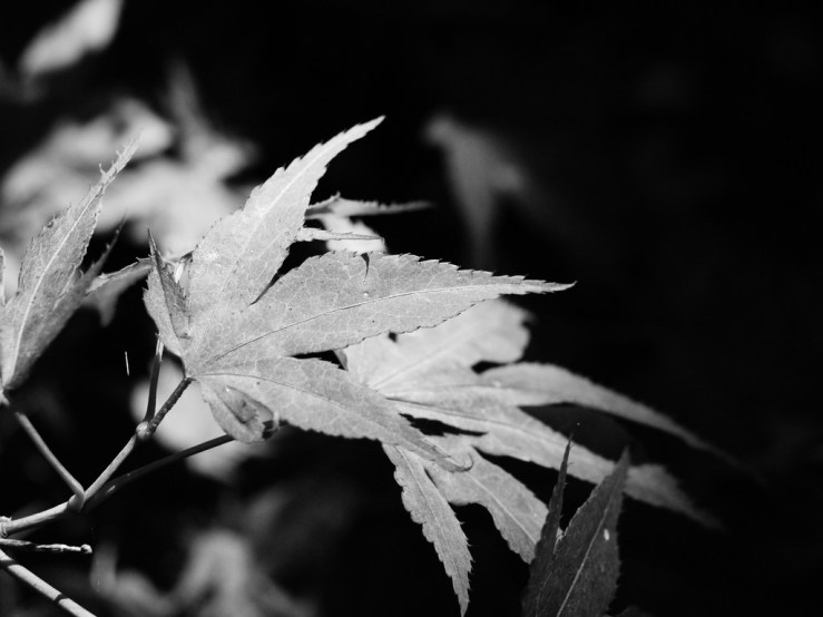 42925416245_15505e7488_b