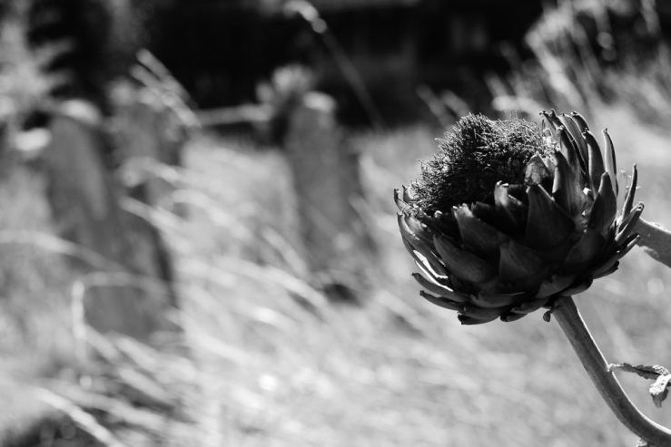 43920130782_227444132f_b