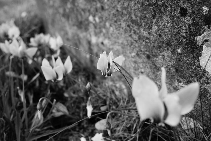 29740386547_084d64df8b_b