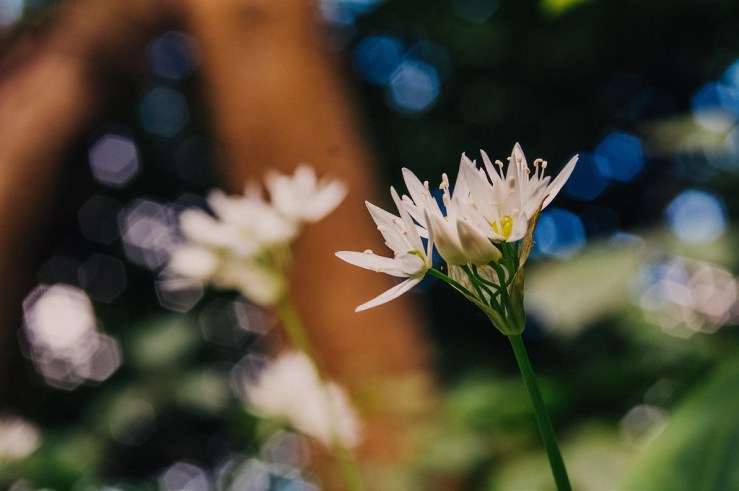 33883713460_ef5708fbcf_b