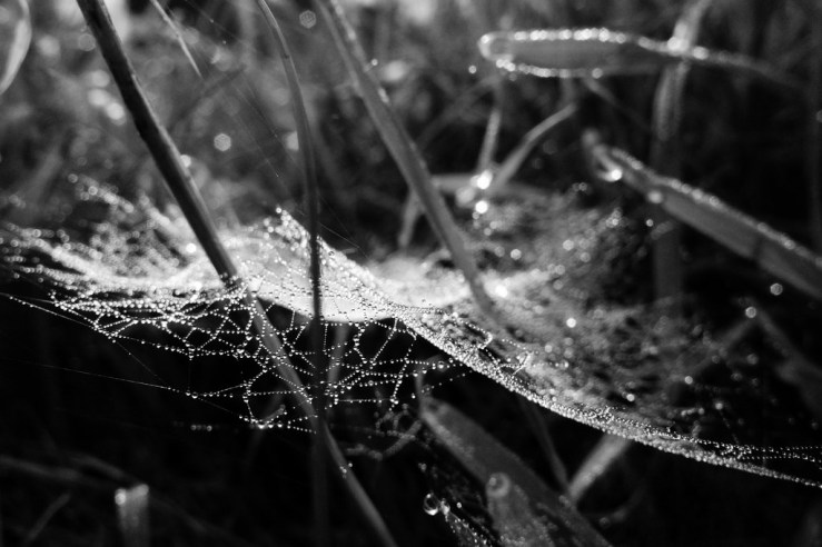 43161717830_102cf13458_b