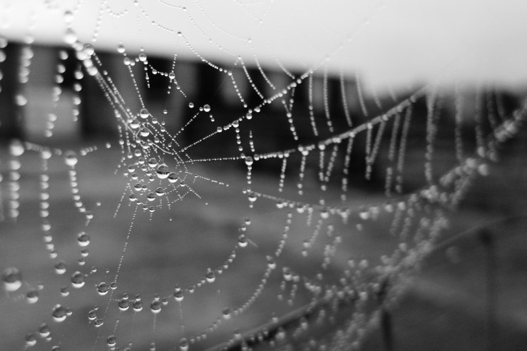 44776230232_54b023a324_b