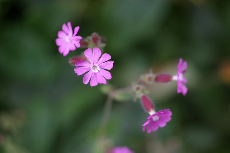 50205699137_8ecf66bd91_b