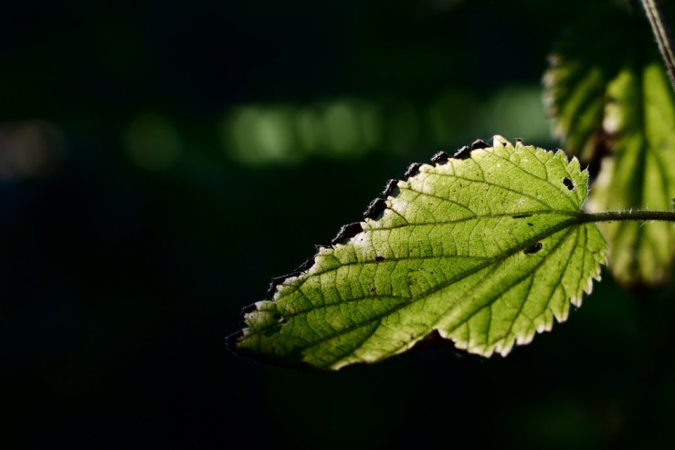 30022110688_303b38b3f0_b