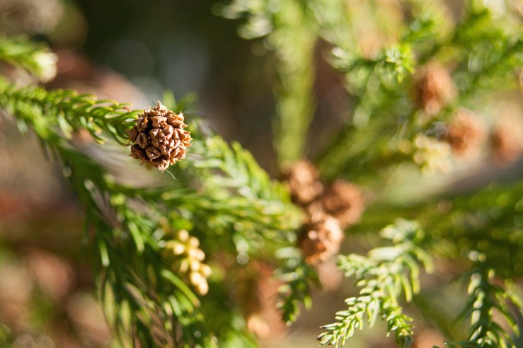 32507779655_9a73a19a08_b